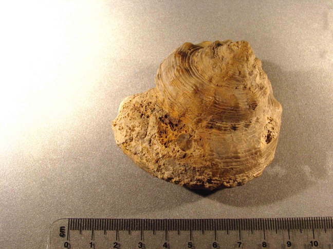 fossili da identificare, No 2.